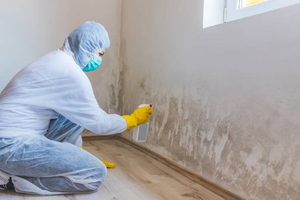Licensed Basement Mold Remediation service in Audubon, NJ - WQB Mold Removal