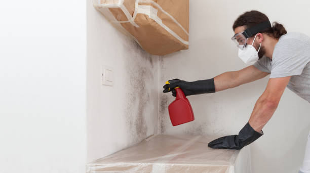 Professional Basement Mold Remediation technician working in Audubon, NJ