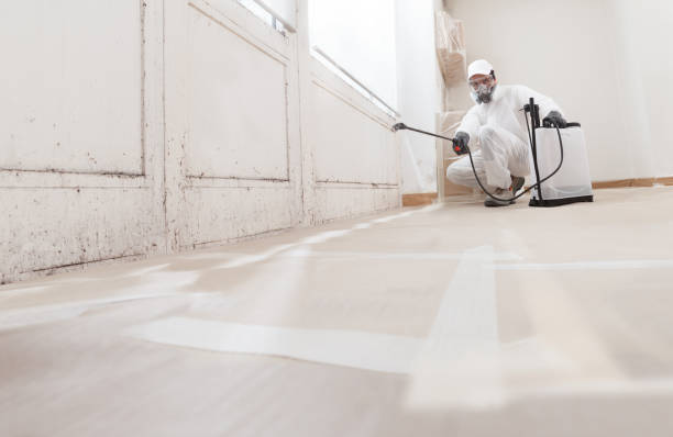 24/7 Emergency Basement Mold Remediation experts in Audubon, NJ