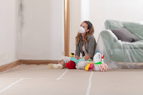 Reliable Basement Mold Remediation contractor in Audubon, NJ by WQB Mold Removal