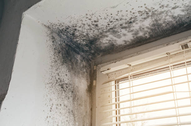 Affordable Basement Mold Remediation solutions in Audubon, NJ