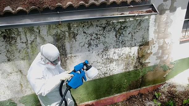 Top rated local Basement Mold Remediation specialists in Audubon, NJ